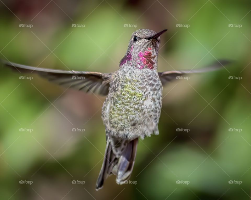 Hummingbird in flight