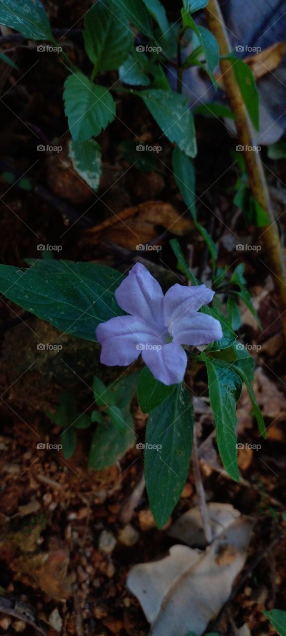 naturelove, beautiful, flowers, purple, green, drak background