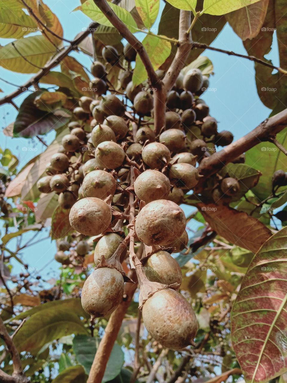 Ravarma VanguvO /  Terminalia bellirica / Baheda  Seeds / Paulownia tomentosa / Seed cluster / Brown