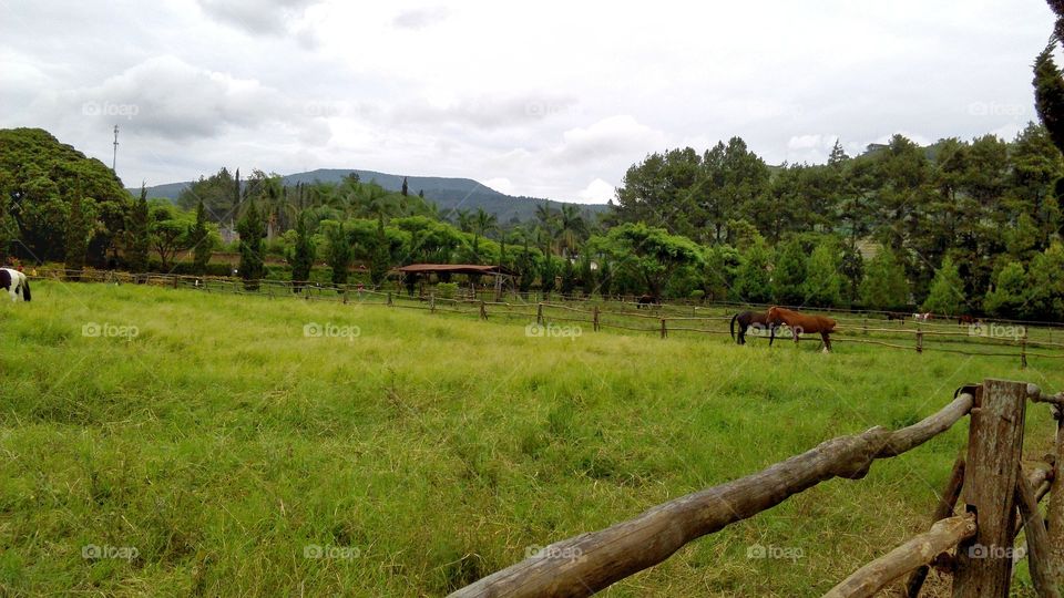 horse farm land