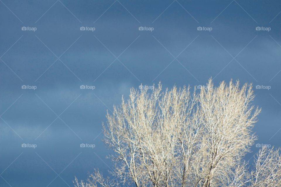 A bare tree illuminated by sunlight with a  threatening sky in the background 