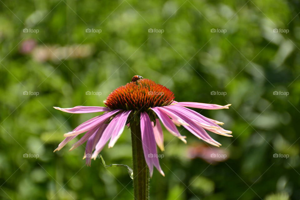 Flower with ladybird