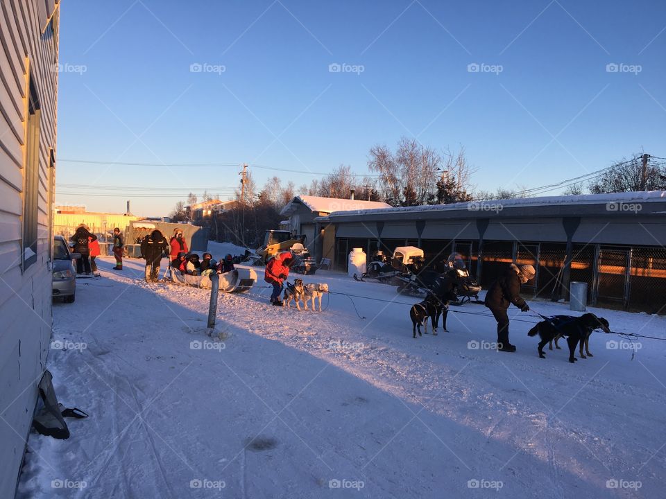 Dog sledding 