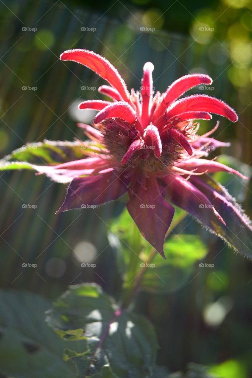 Macro shot of blooming beebalm in early June