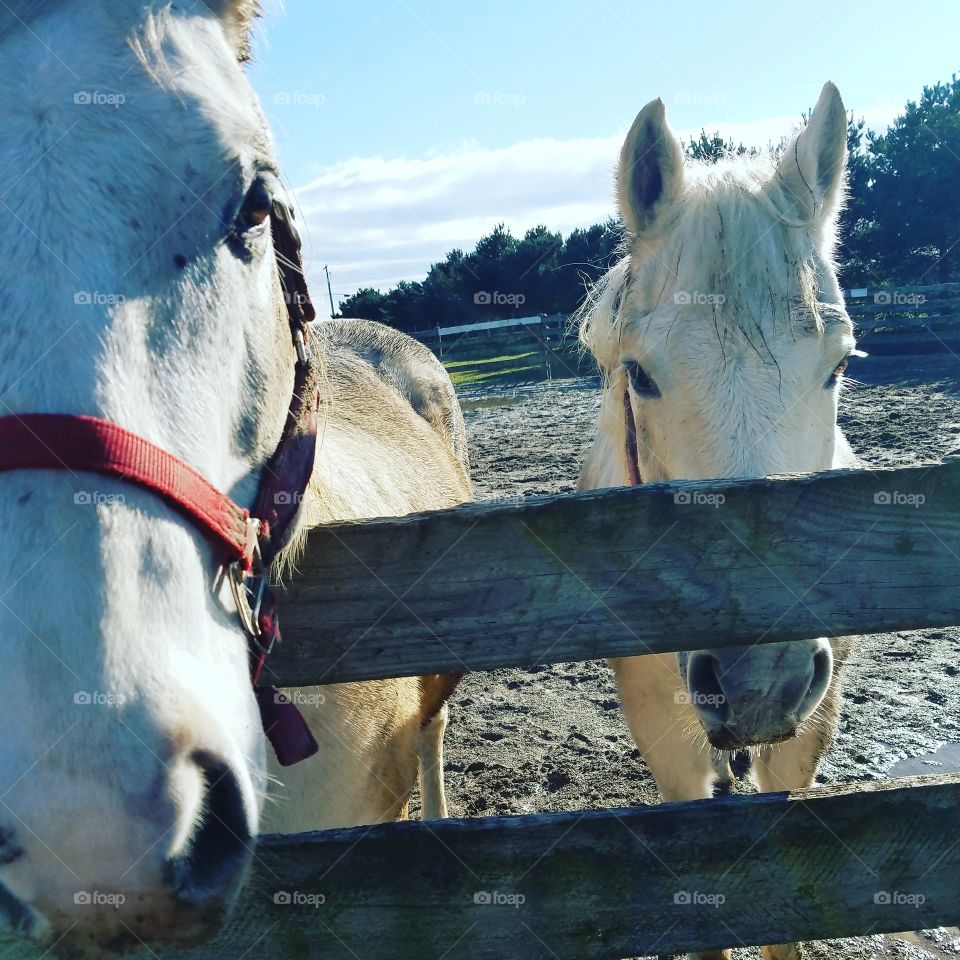 Barn Life