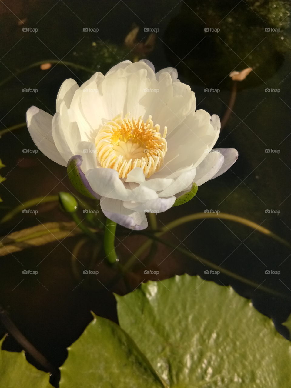 Lotus
beautiful 
flower
flora
lily
green
nature
thailand