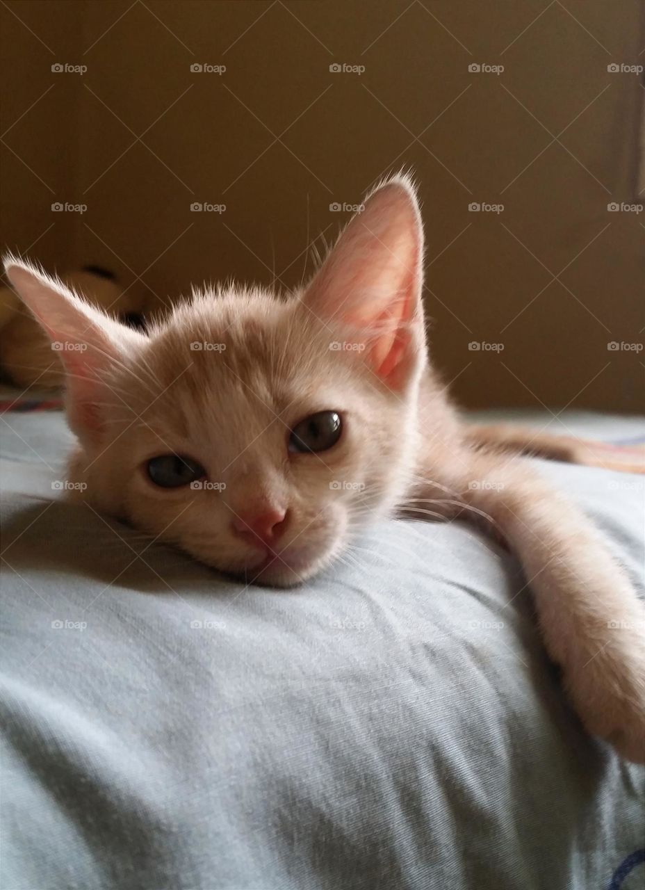lazy kitten on the bed