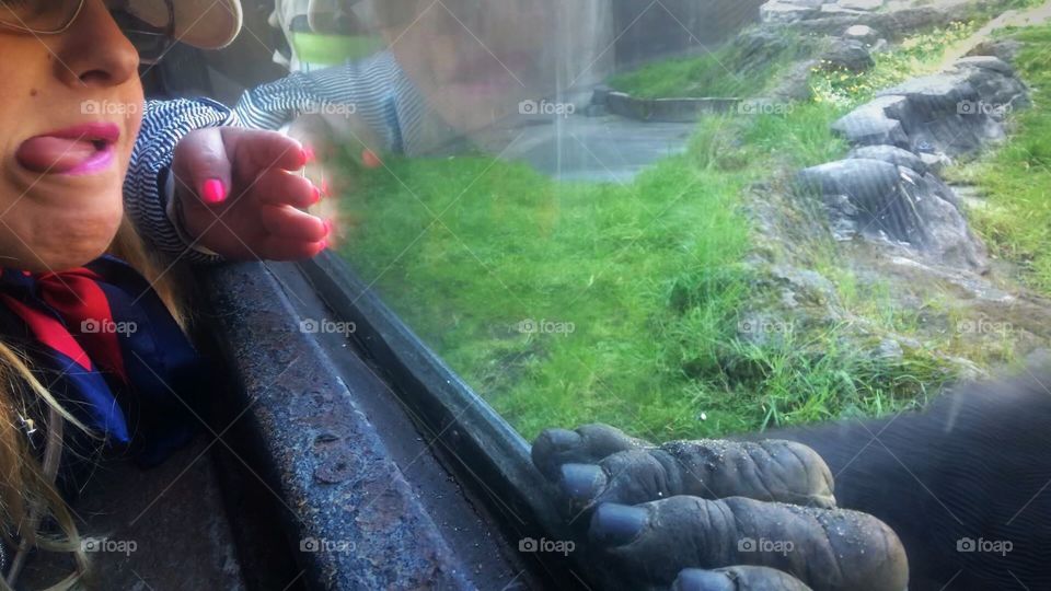 Gorilla hand and human interacting 