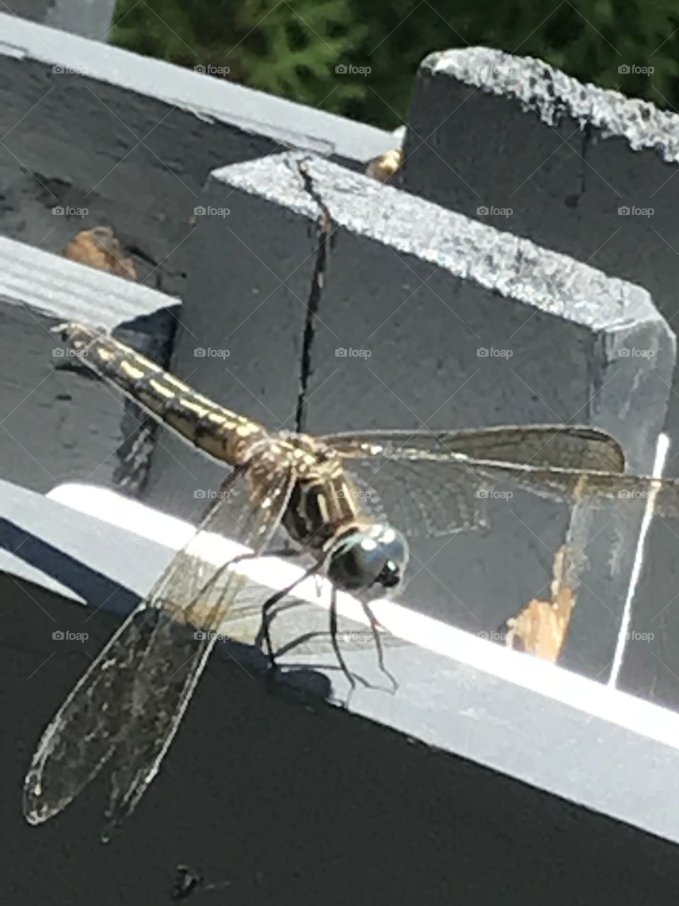 Close up of west coast dragonfly
