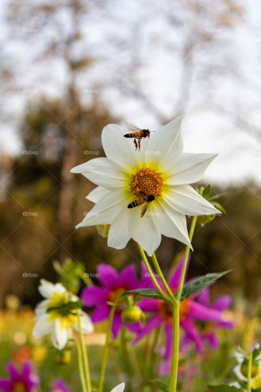 Flower plant with little Bees