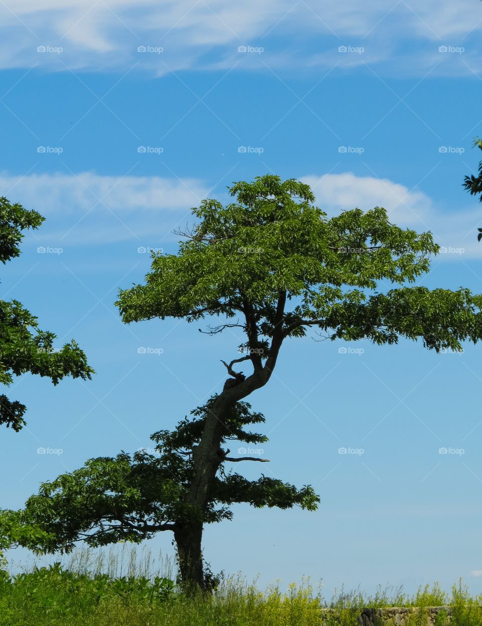 Scenic view of tree against cloudy sky