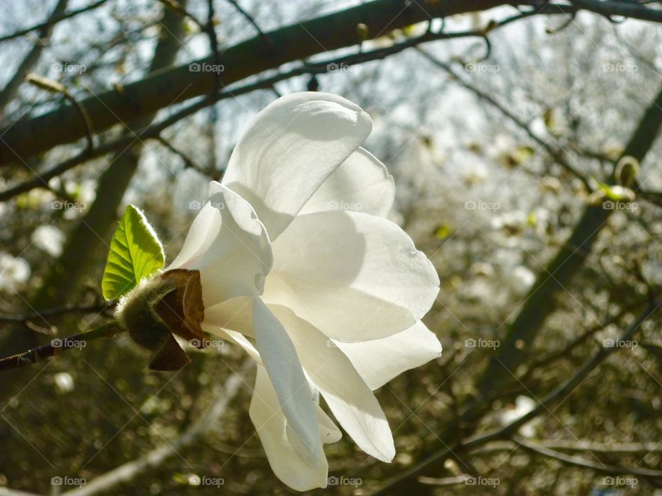 Magnolia 