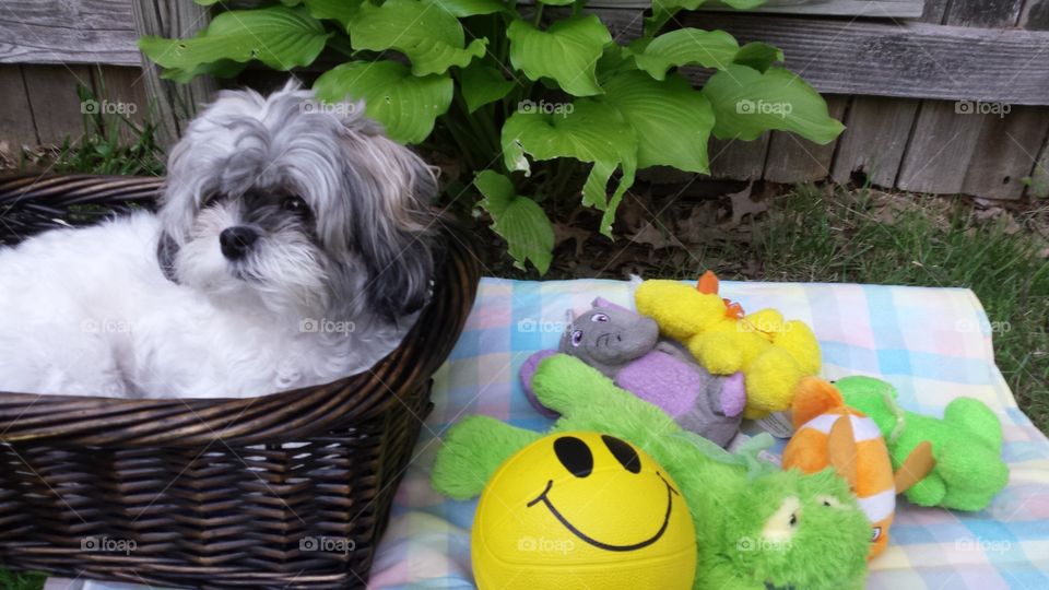 cute dog outside in a basket and toys