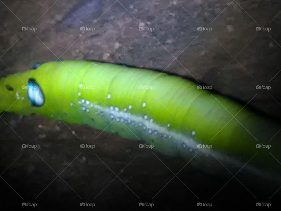 After rainy days, we get to see the types of Ilio species of egg, larva and worm.