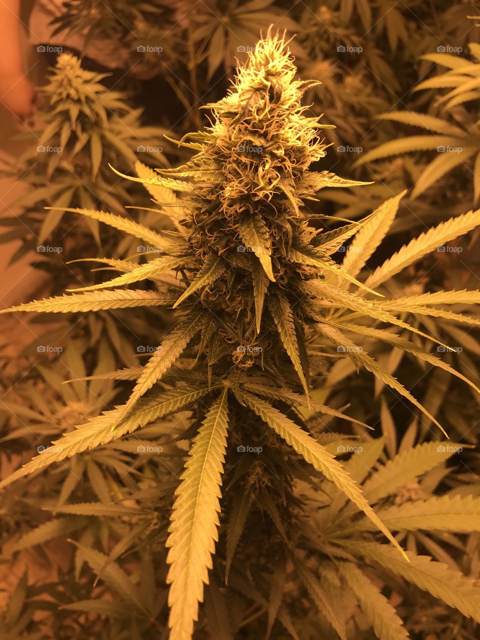 Marijuana Flowering