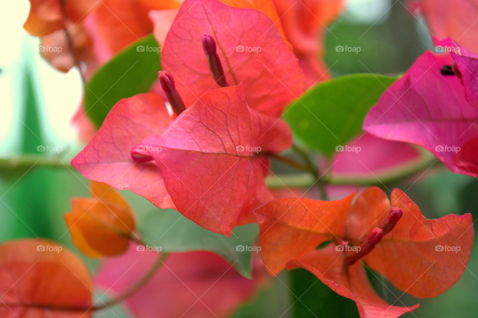 leaf flower