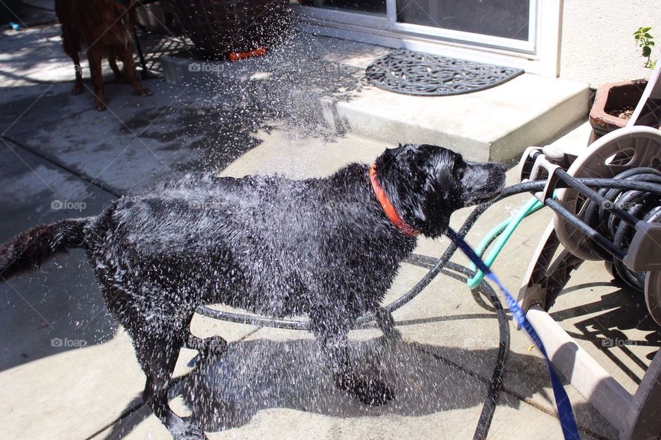 Dog Bath Shake