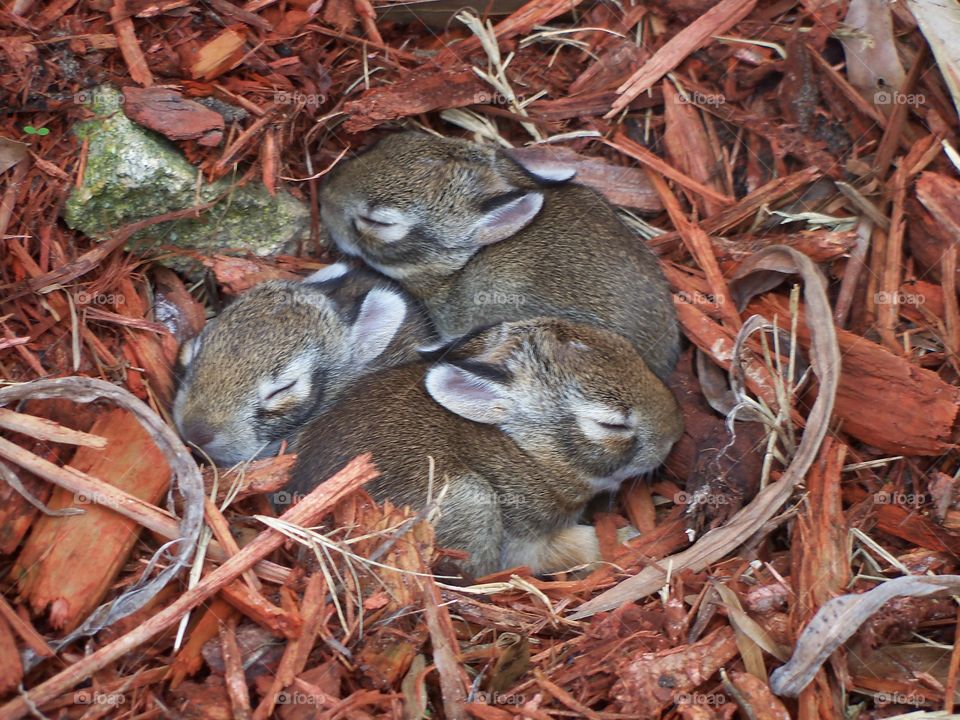 Three baby wild hares sleeping in a garden eyes shut closed 