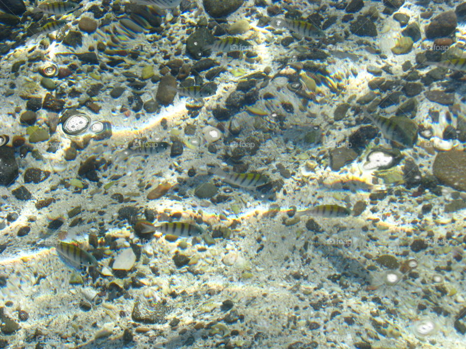 Fish. Beach Balandra Fishes 