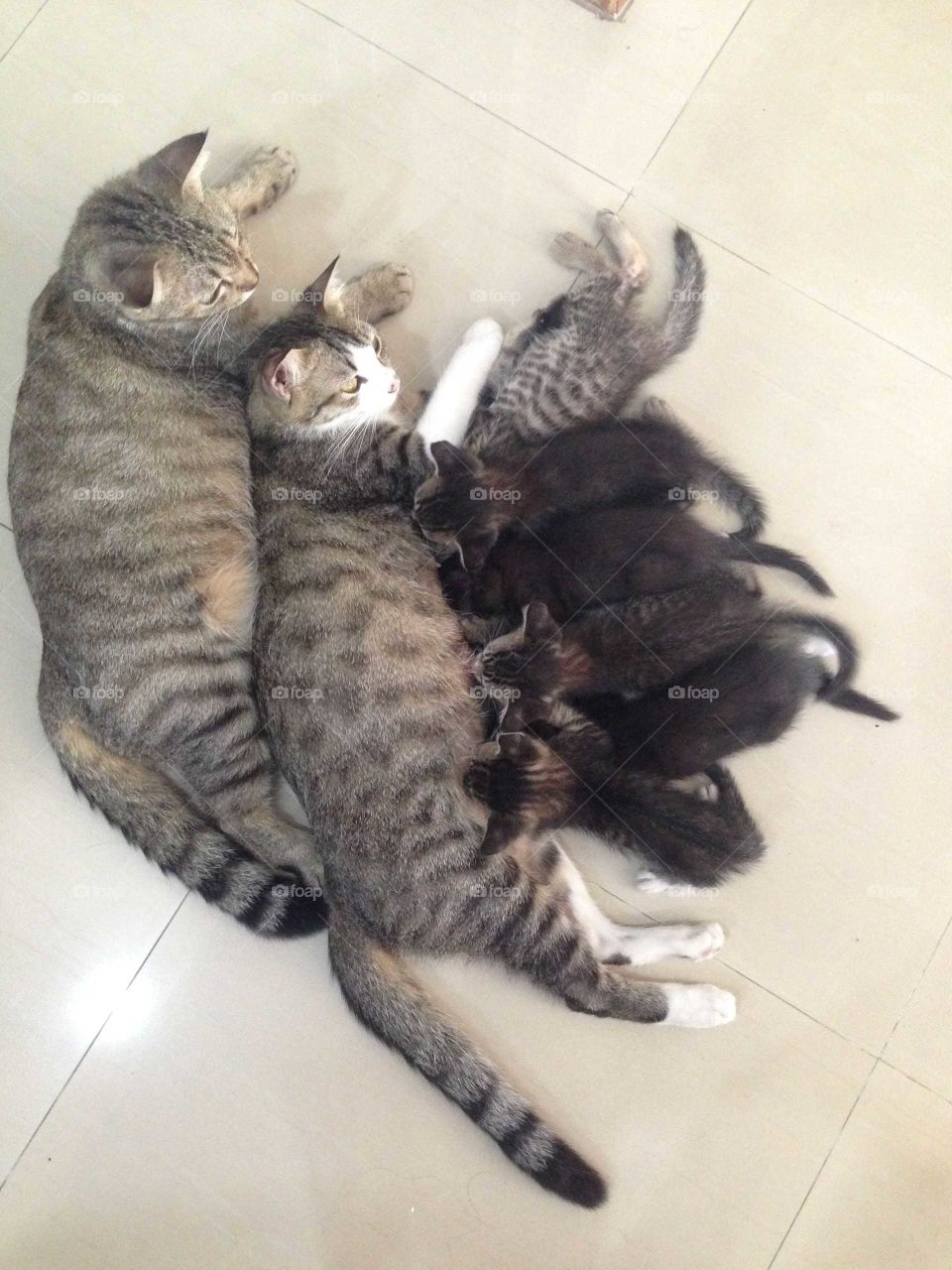 Lovely cat family