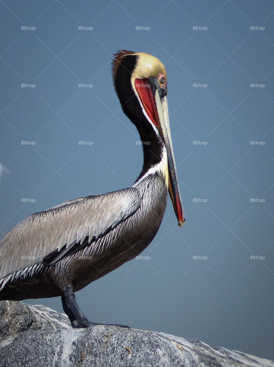 Close-up of pelican