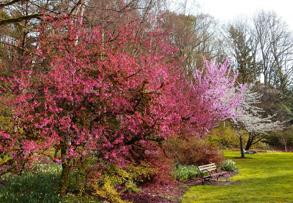 spring, flowers