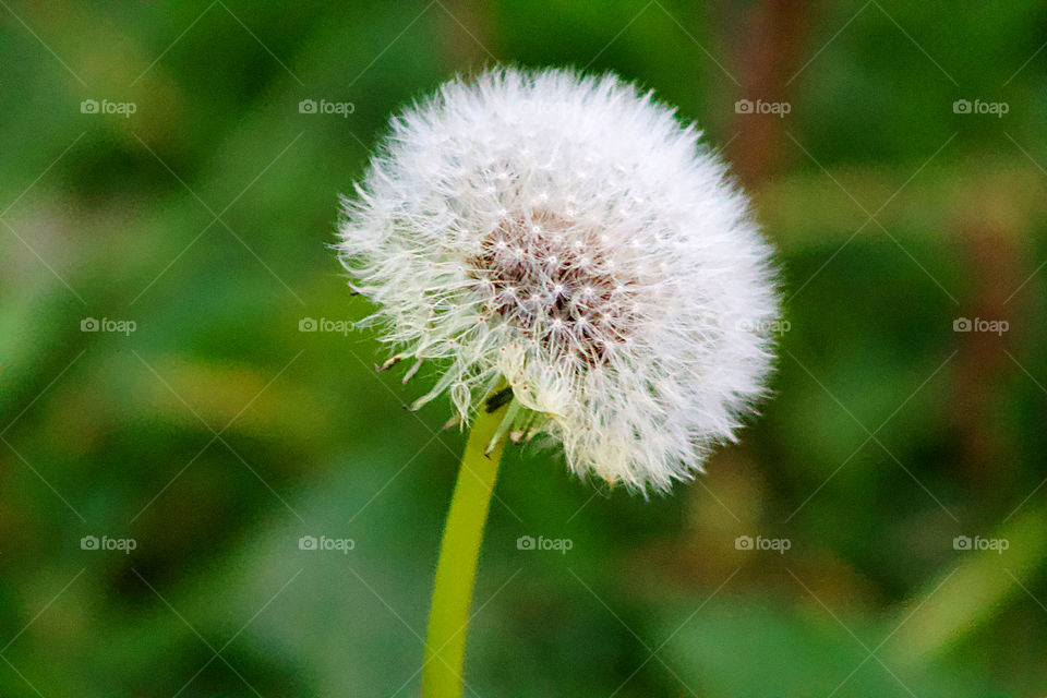 PusteBlume