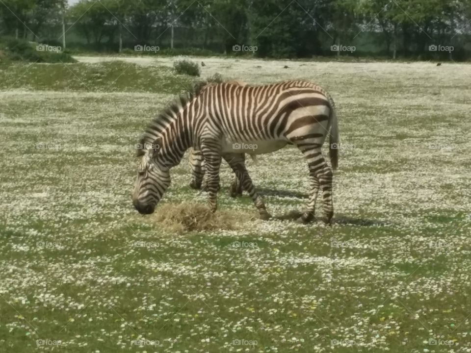 zebra