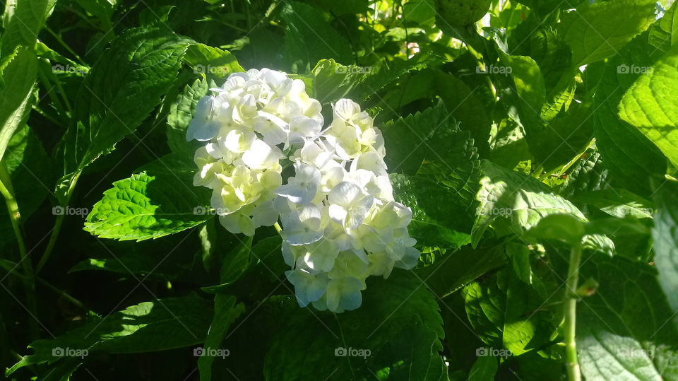 FLOWERS, PLANTS, NATURES, ENVIRONMENT.