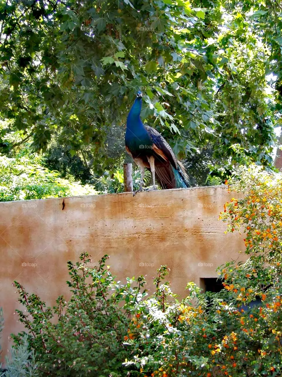 Pavão