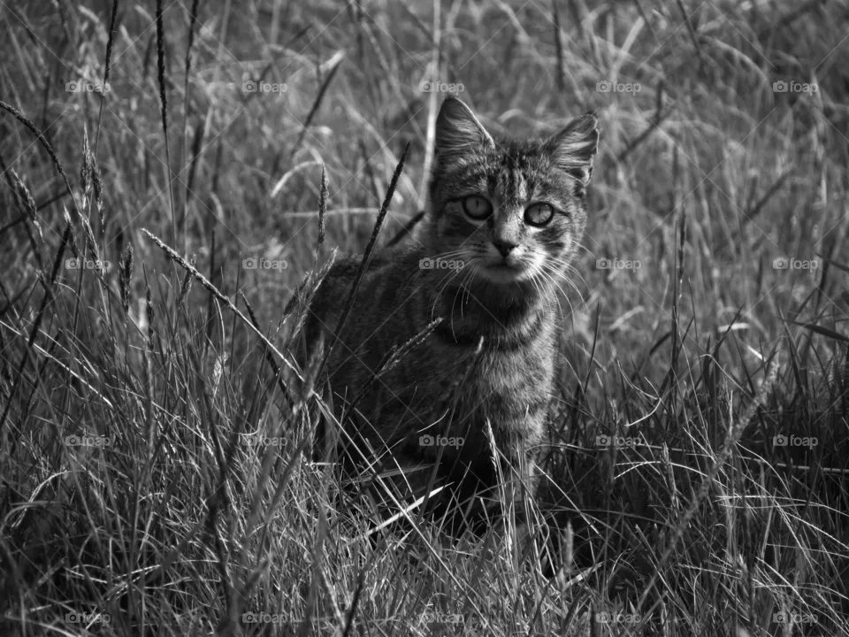Wild Cat