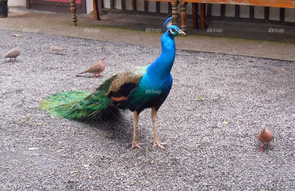 Peacock