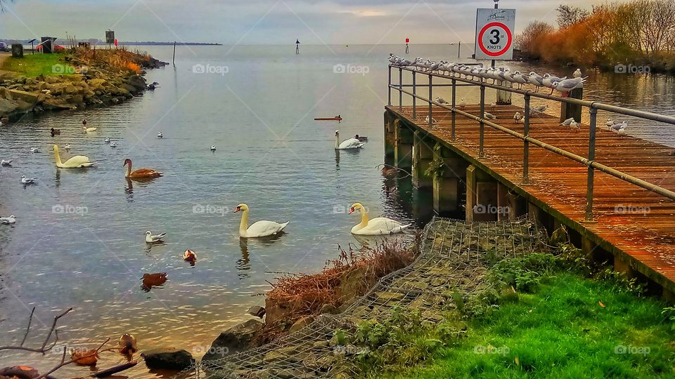 Lough Neagh in Northern Ireland with countless birds lurking...