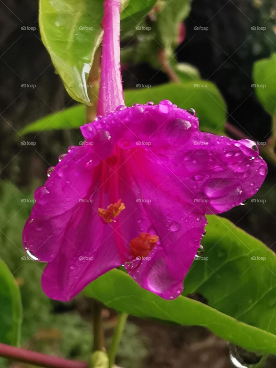 flores color magenta