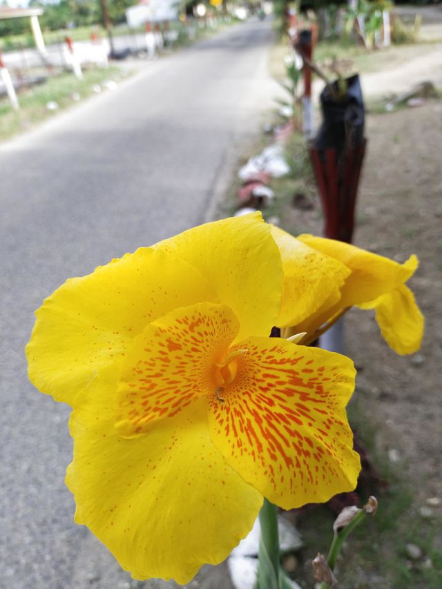My flower. Padang Indonesia, West Sumatra, 11/07/2022