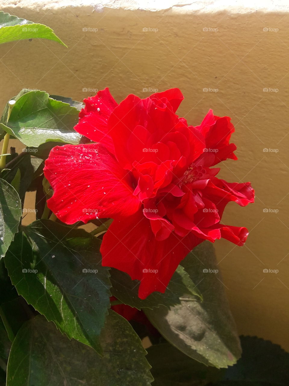 beautiful red hibiscus flower