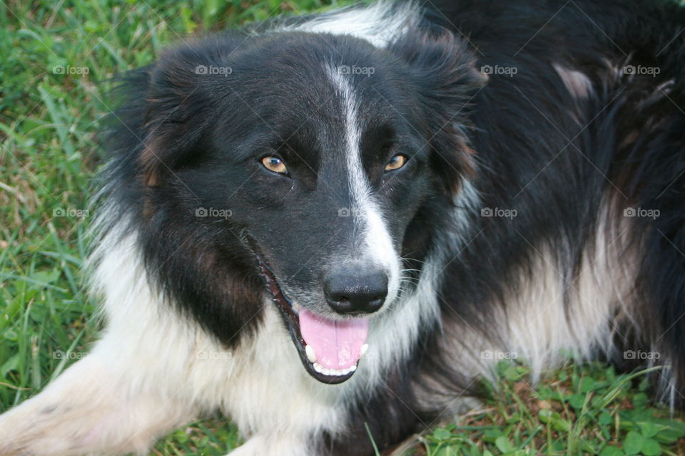 Close-up of dog on grassy field