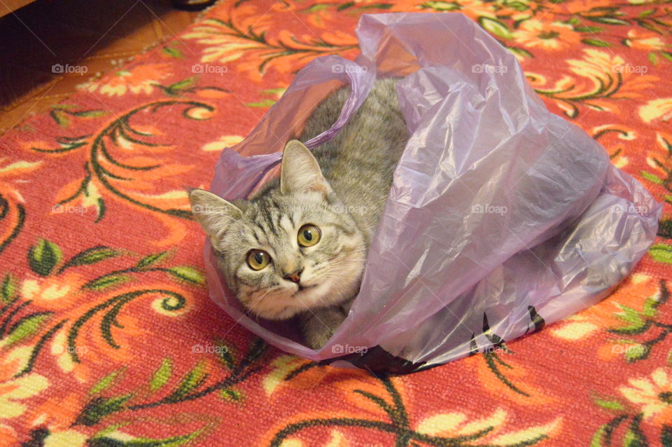 The Cat in the bag