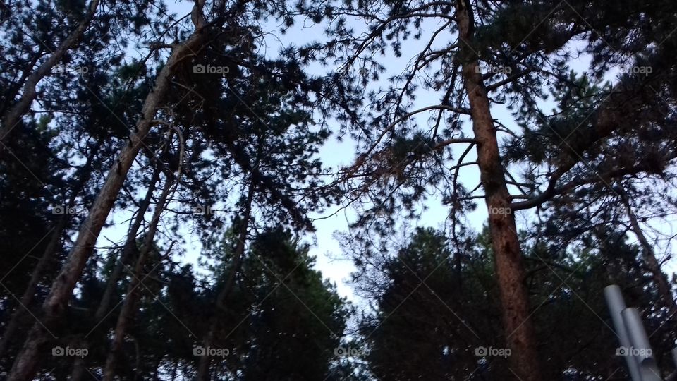 Forest in the Twilight
