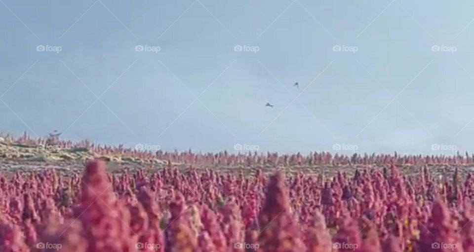 Beautiful pink scenery