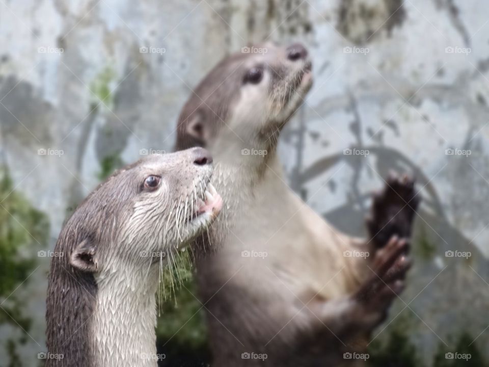 Cute otters