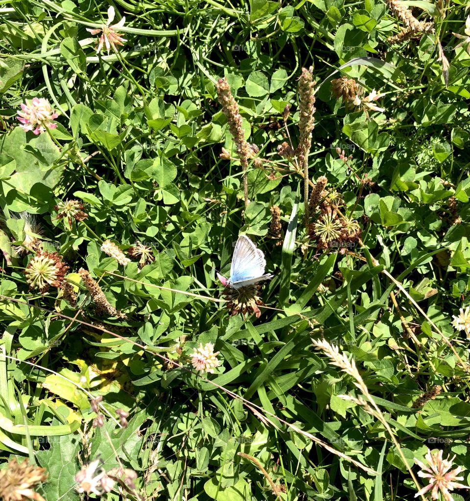Blue butterfly on clover