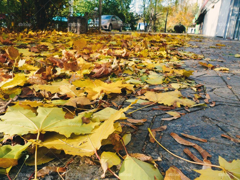 yellow autumn leaves