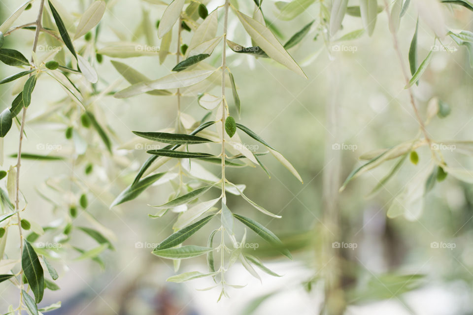 olive tree. olive tree with lots of olives on it