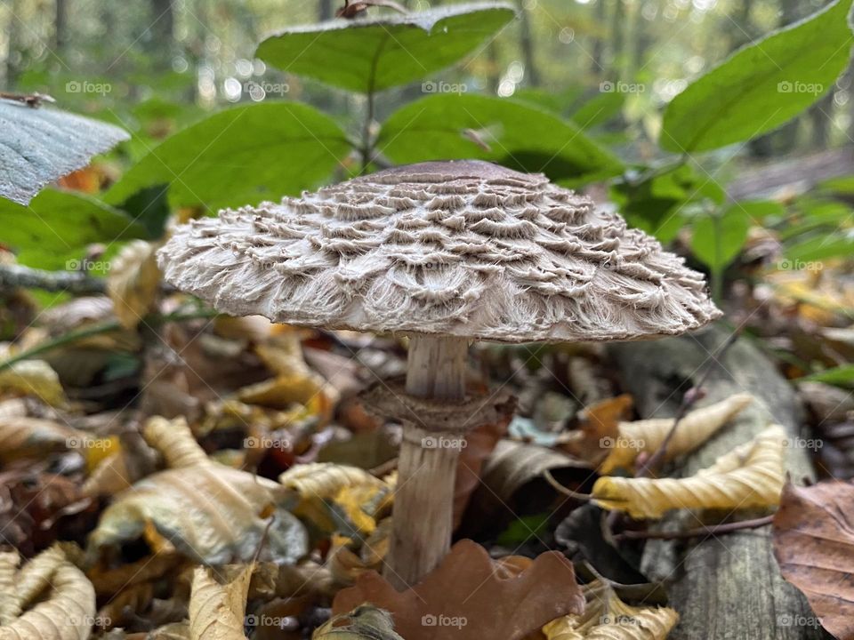 Mushroom 