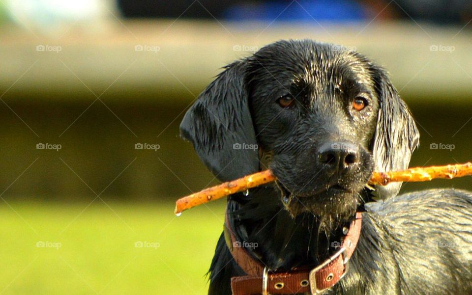 Portrait of dog carrying wooden stick in mouth