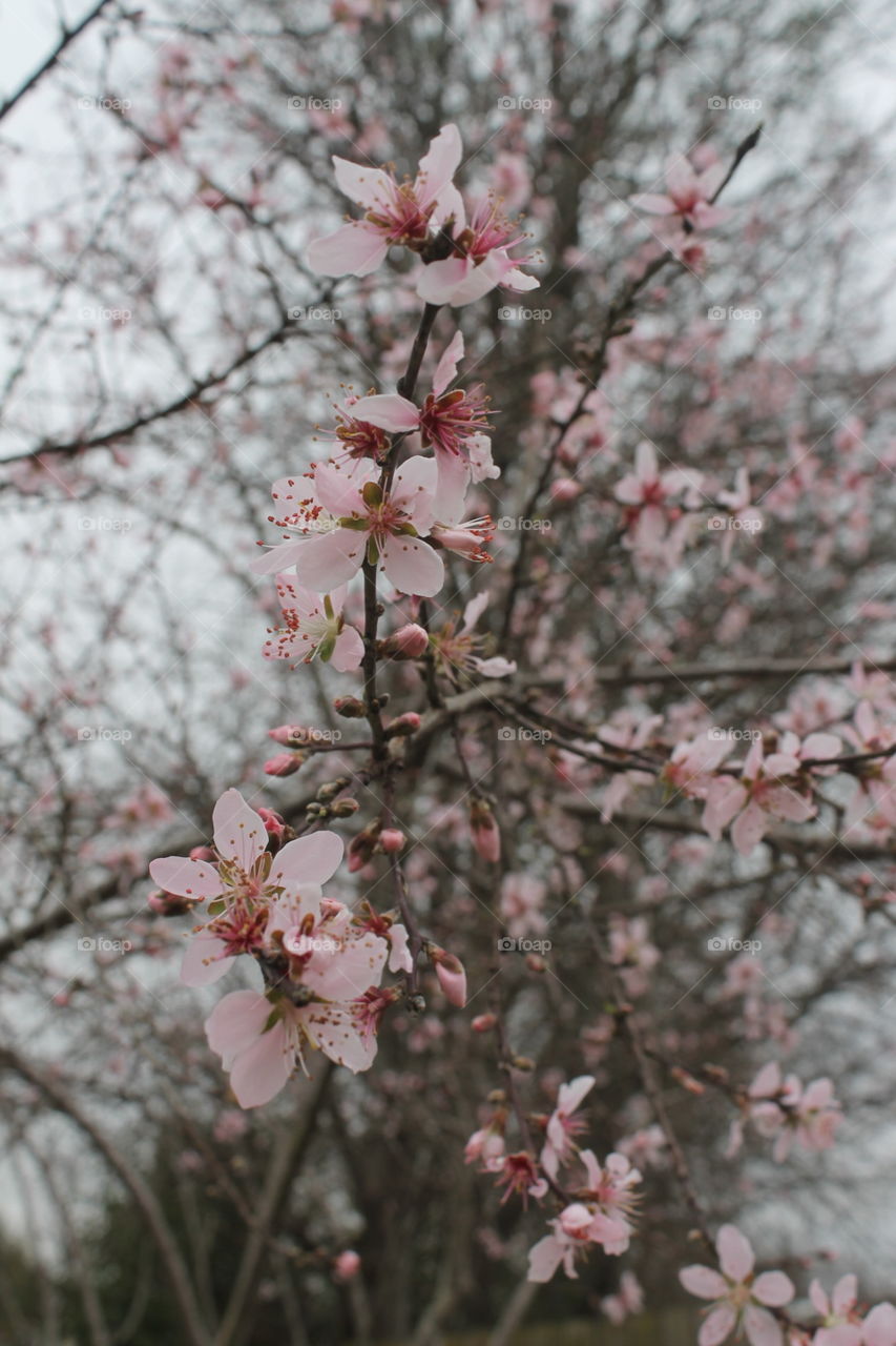 Peach blossoms 