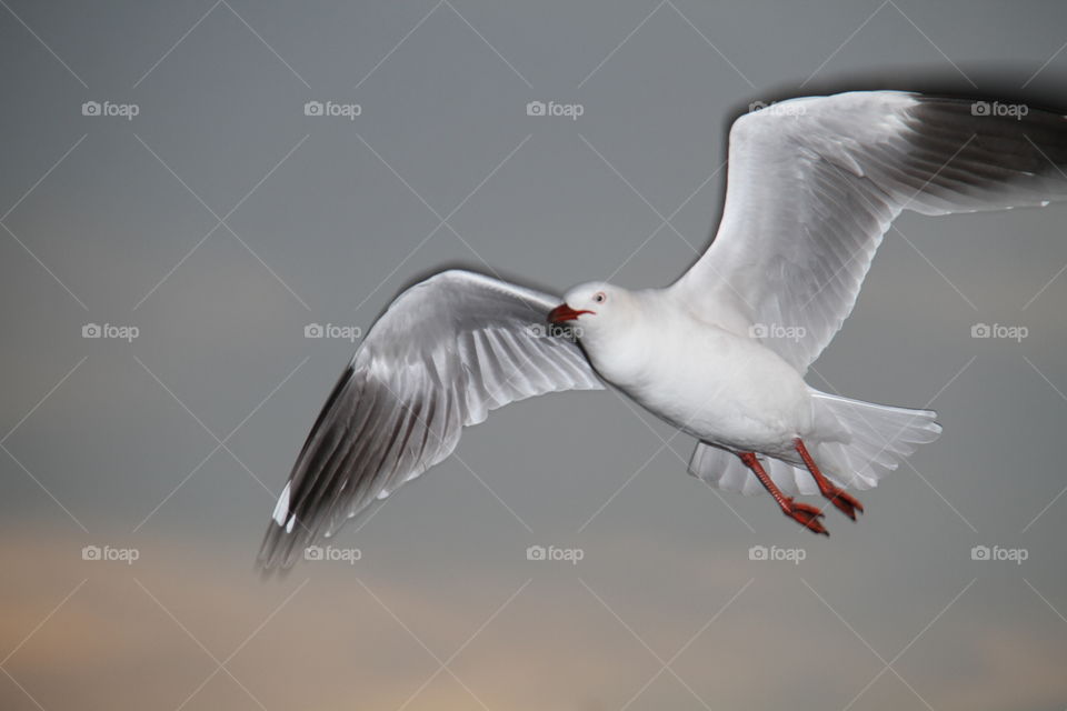 flight. Darwin Harbor
