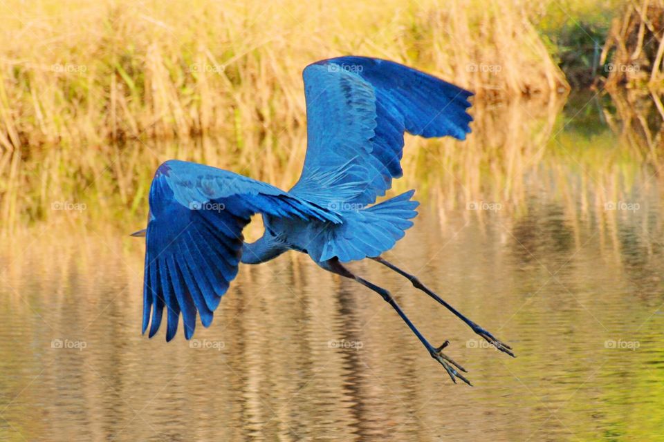 Blue bird flying in river