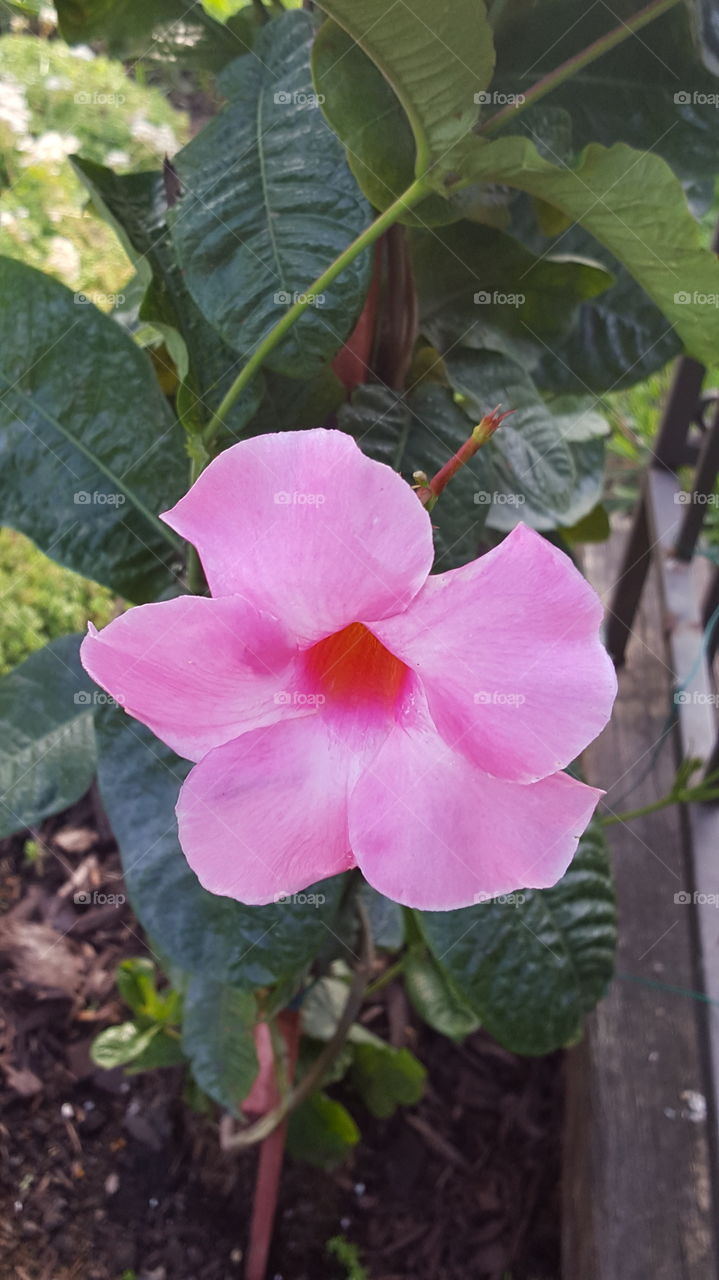 hibiscus